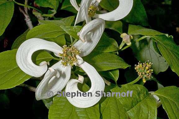 cornus florida var urbiniana 3 graphic